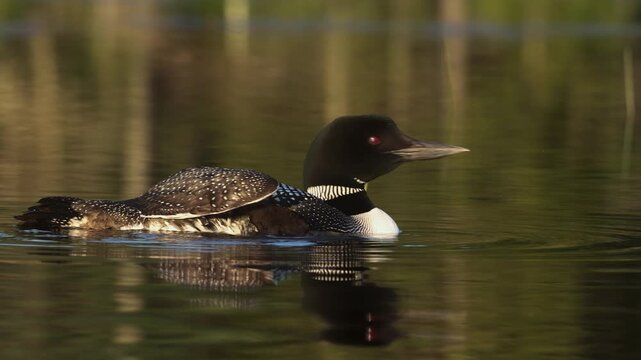 Common loon calling on a lake at sunrise 