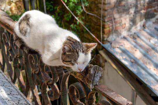 Cat resting on a balcony railing in a sunny outdoor setting in a residential area