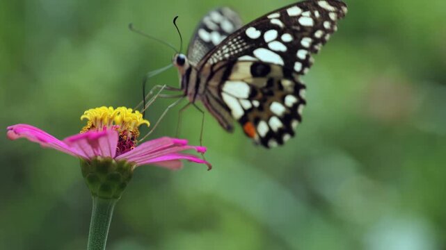 Close-up macro footage of a spotted butterfly perching and feeding on a pink zinnia flower in a lush green garden.	