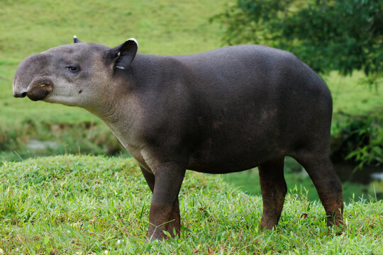 Baird's Tapir (Tapirus bairdii) in the Rainforest of Boca Tapada, Costa Rica
