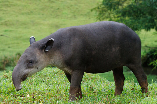 Baird's Tapir (Tapirus bairdii) in the Rainforest of Boca Tapada, Costa Rica