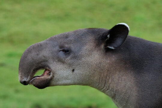Baird's Tapir (Tapirus bairdii) in the Rainforest of Boca Tapada, Costa Rica
