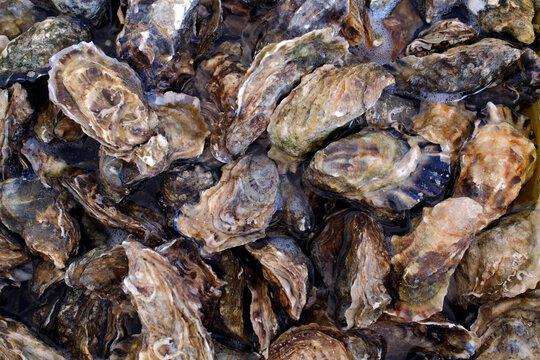 Seafood harvesting process featuring fresh oysters from the Morbihan basin in France