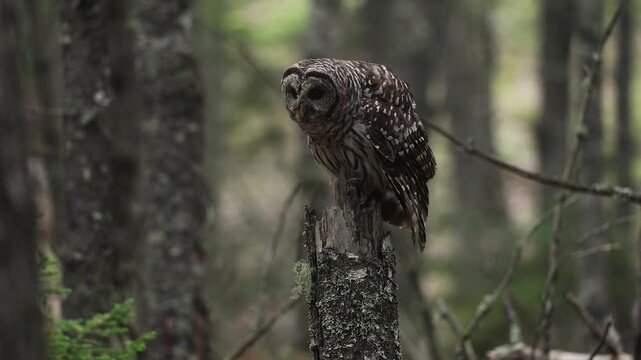 A barred owl hooting in the forest