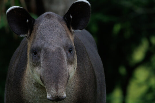Baird's Tapir (Tapirus bairdii) in the Rainforest of Boca Tapada, Costa Rica