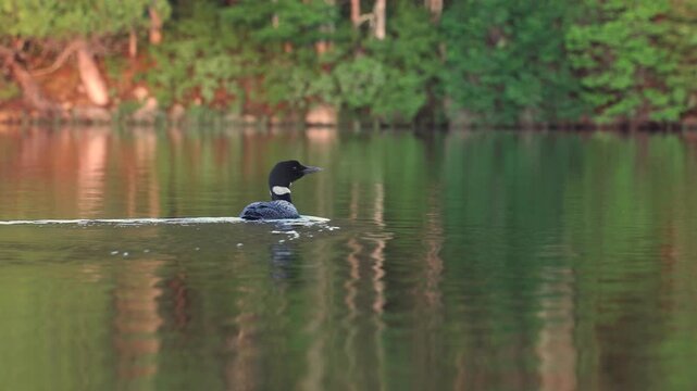 Common loon calling on a lake at sunrise 