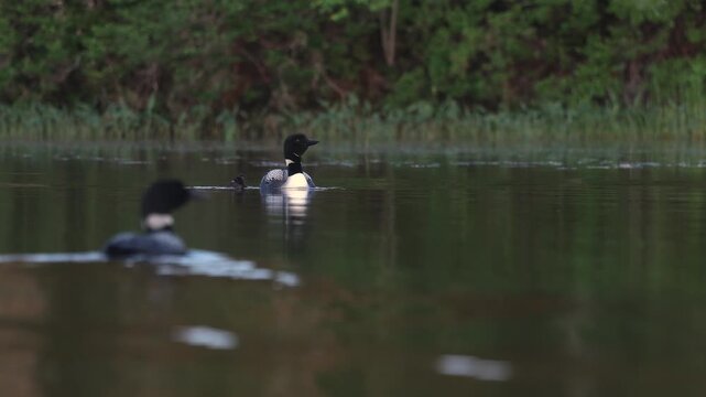 Common loon calling on a lake at sunrise 