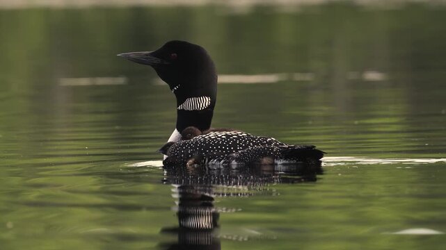 Common loon calling on a lake at sunrise 
