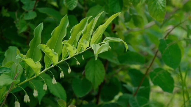 Dense green woodland foliage with broad lance shaped leaves and small hanging white bell flowers fills frame, while soft blur, bright spring colour, and subtle sway suggest gentle breeze across