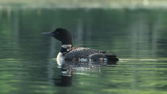 Common loon calling on a lake at sunrise 