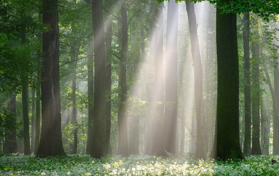 Beautiful morning in forest full of blossoming wild garlic