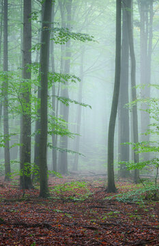 Misty morning in the green forest