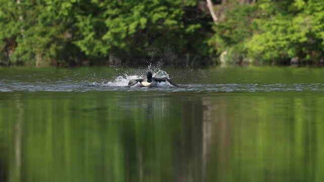 Common loon calling on a lake at sunrise 