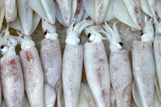 Fresh squid for sale at a busy fish market in Vung Tau Vietnam during a morning shopping trip