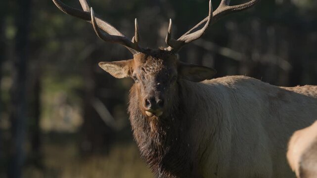 A bull elk bugling during the rut 