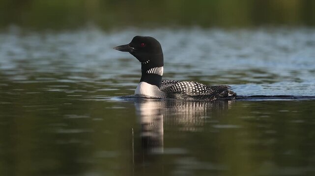 Common loon calling on a lake at sunrise 
