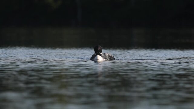 Common loon calling on a lake at sunrise 