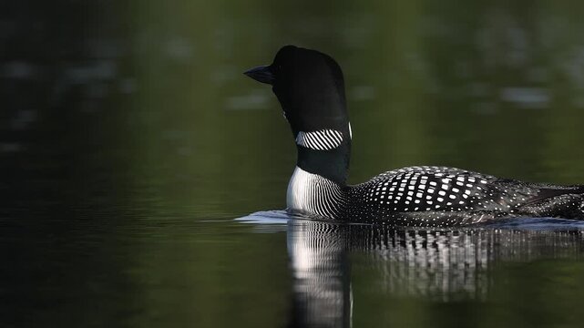 Common loon calling on a lake at sunrise 