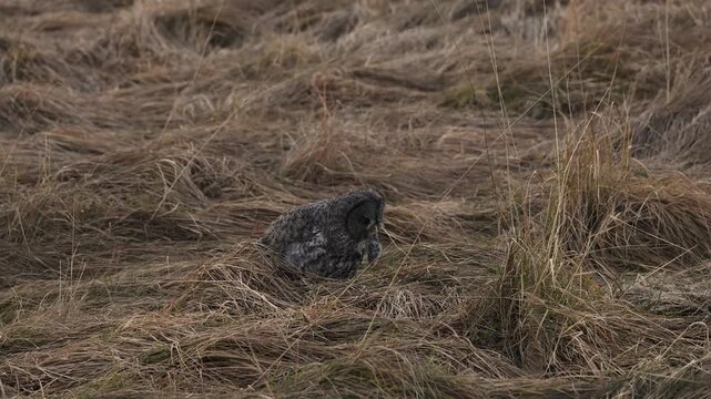 Great gray owl hunting for voles 