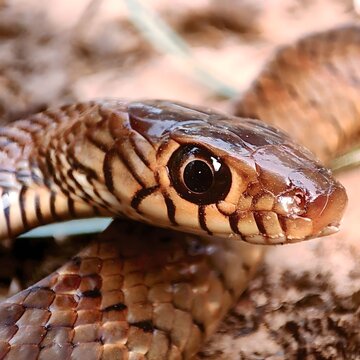 Wild dhaman snake head close up, non venomous indian rat snake in natural habitat