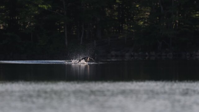 Common loon on a lake at sunrise 