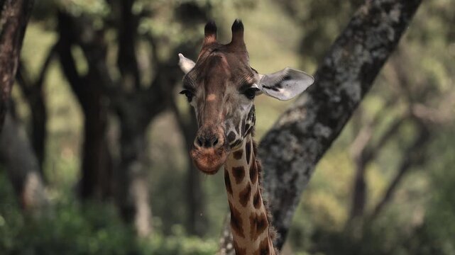 A giraffe in Kenya, Africa 