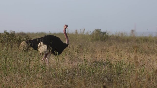 An ostrich in the Maasai Mara, Africa 