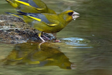 El agua, fuente de la vida. Verderón común (Chloris chloris) © FranciscoJose
