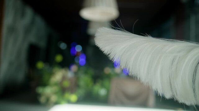 White feather duster closeup with bokeh lights background