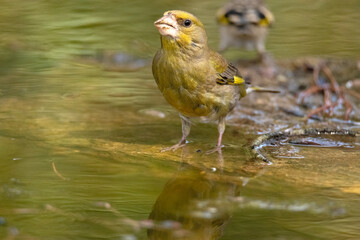 Verderón común (Chloris chloris) hidratándose en la charca  © FranciscoJose