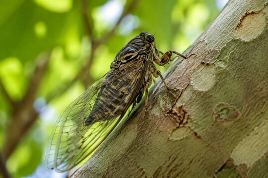 A cicada resting on the bark of a plane tree on a summer day.