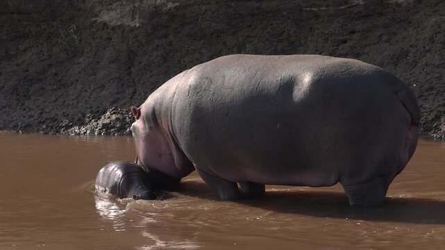 A hippo with a baby in Kenya, Africa 