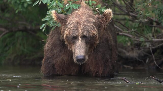 Brown bear during the salmon run in Katmai, Alaska 