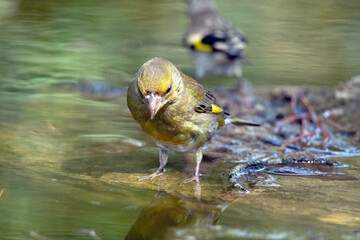 Un experimentado Verderón común (Chloris chloris) en la charca © FranciscoJose