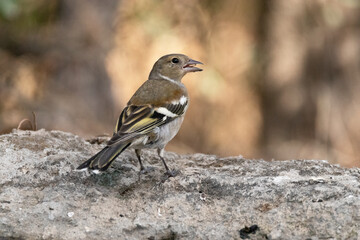 Por fín llegué a la charca. Pinzón vulgar hembra (Fringilla coelebs) acalorada © FranciscoJose