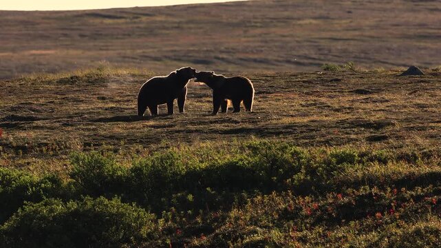 Brown bear during the salmon run in Katmai, Alaska 