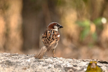 posado en la roca de la charca un lindo gorrión macho © FranciscoJose