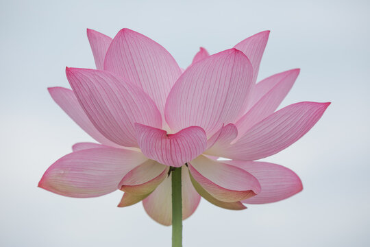 下から見上げた蓮の花一輪