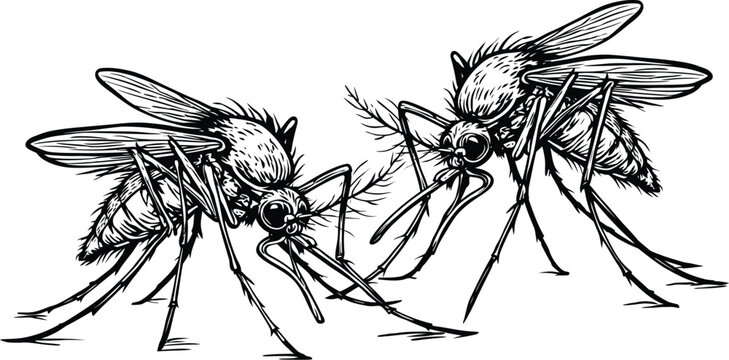 Mosquito vector icon sketch design of two insects facing each other