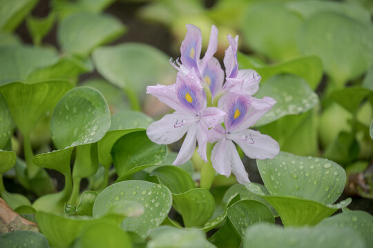ホテイアオイの花