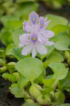 ホテイアオイの花