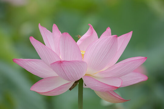 ハスの花一輪とミツバチ