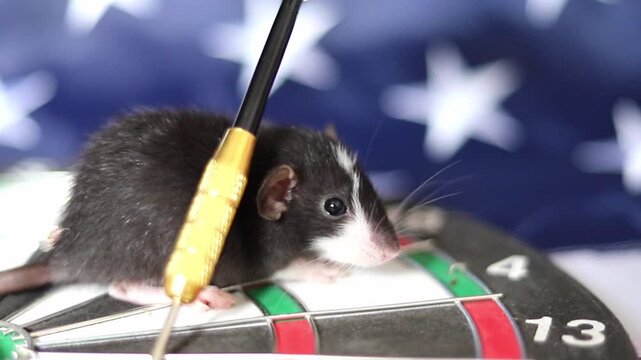 Tiny black rat stays still on a round dartboard with a gold dart nearby while the American flag waves softly in the bright daylight during this quiet afternoon moment