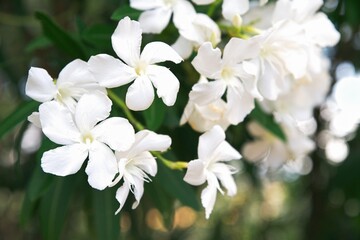 Naklejka premium Selective focus. Abundant blooming white oleander flowers filling the frame in a fresh green garden with soft lighting