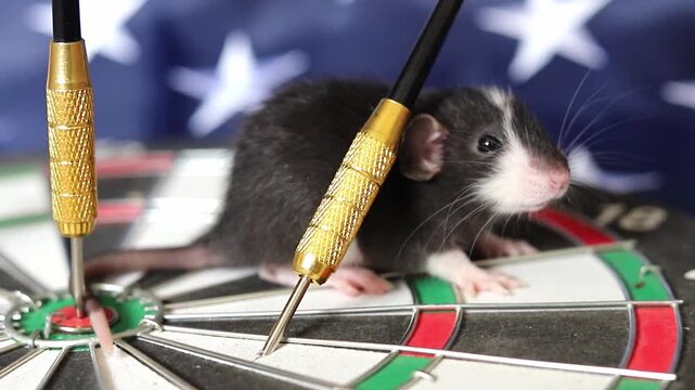 Tiny black and white rat explores a dartboard decorated with the American flag during a quiet afternoon in the United States as it sits near metal darts aiming for a goal