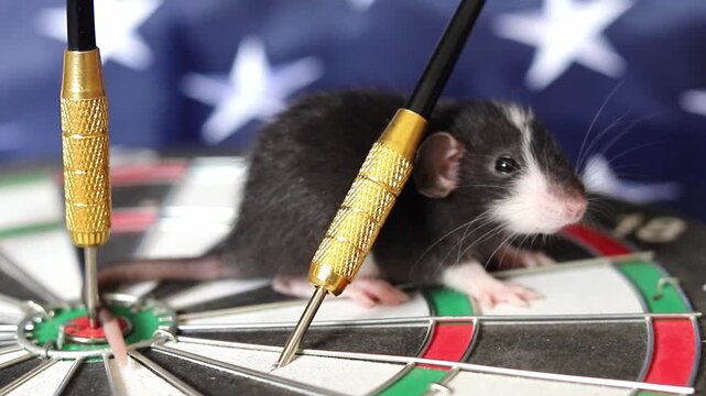 Small black and white rat sits still on a game dartboard with gold arrows stuck in the surface while a patriotic United States flag waves softly in the background to represent reaching a target