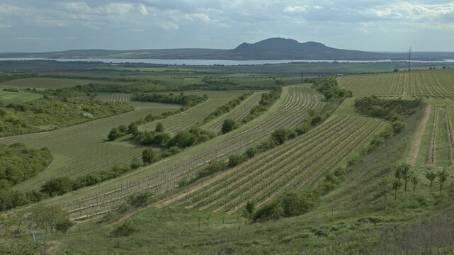 Scenic Palava landscape with vineyards and lake