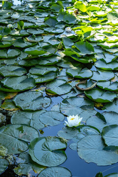 Water lily on a pond close up