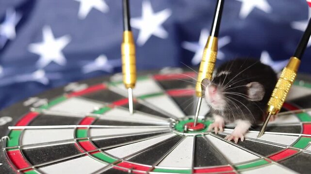 Tiny black and white rat poses on a round dartboard featuring the flag of the USA as metal darts are stuck in the board near the animal in bright daylight
