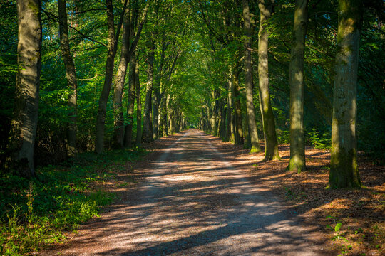 Tree-lined avenue in nature park De Uitlegger in Kapellen, Belgium